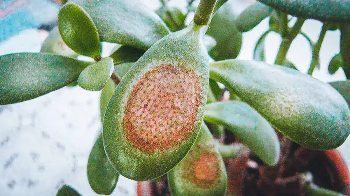 Záhradníci sú zmätení: načo je v črepníku s peňazovým stromom štipka čierneho korenia?