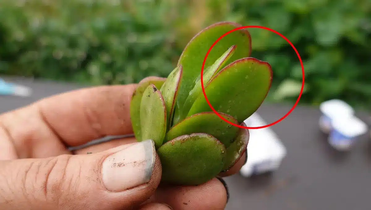 Prečo sa na listoch môjho nefritového stromu objavili hnedé škvrny a ako to napraviť?