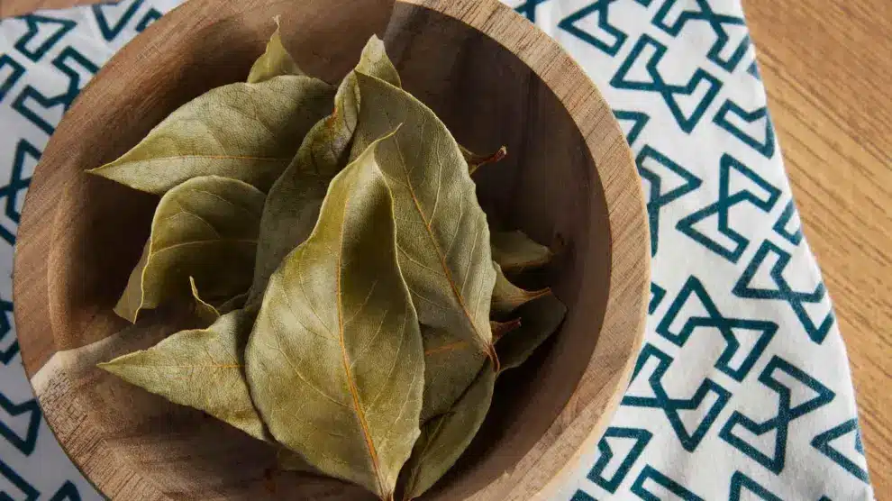 Varenie bobkových listov v octe: načo je to potrebné a prečo sa to odporúča.