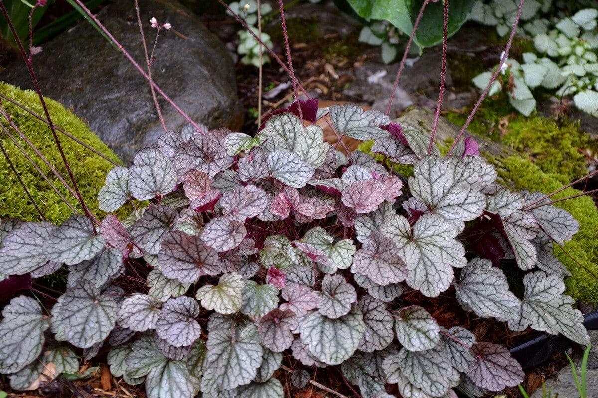 Najlepšie pôdopokryvné rastliny na potlačenie buriny: nenahraditeľný prvok vašej záhrady.