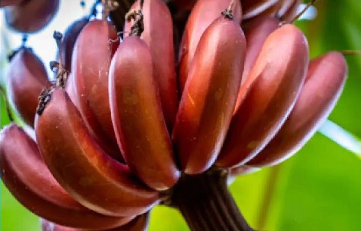 Sú zdravšie ako klasické odrody, s príchuťou malín a manga. Regulujú trávenie a chránia oči.