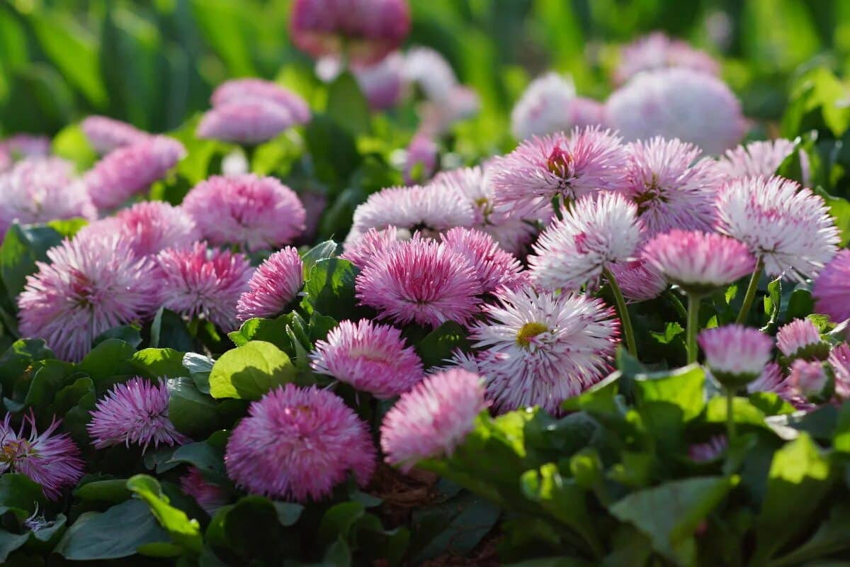 Ročne som minula tisíce dolárov na balkónové kvety. Potom som objavila tieto trvalky a všetko sa zmenilo.