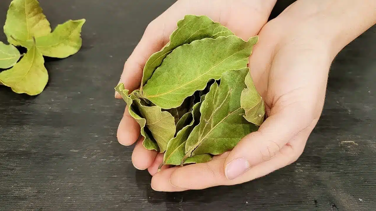 Zmes bobkového listu a jedlej sódy: prečo sa odporúča a na čo sa používa.