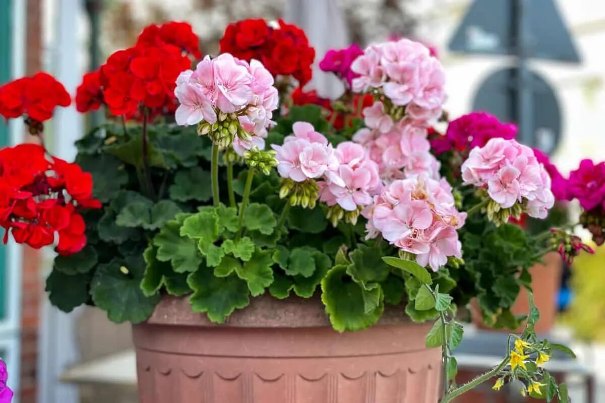 Nenechajte si ujsť túto šancu prebudiť svoje muškáty. Inak nebudú rýchlo kvitnúť.