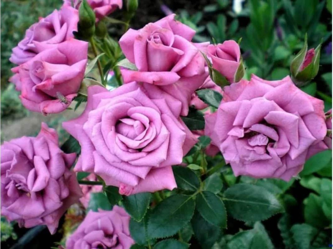 7 popínavých ruží, ktoré kvitnú celé leto. Voňajú a vyzerajú, ako keby boli dovezené z rajských záhrad.