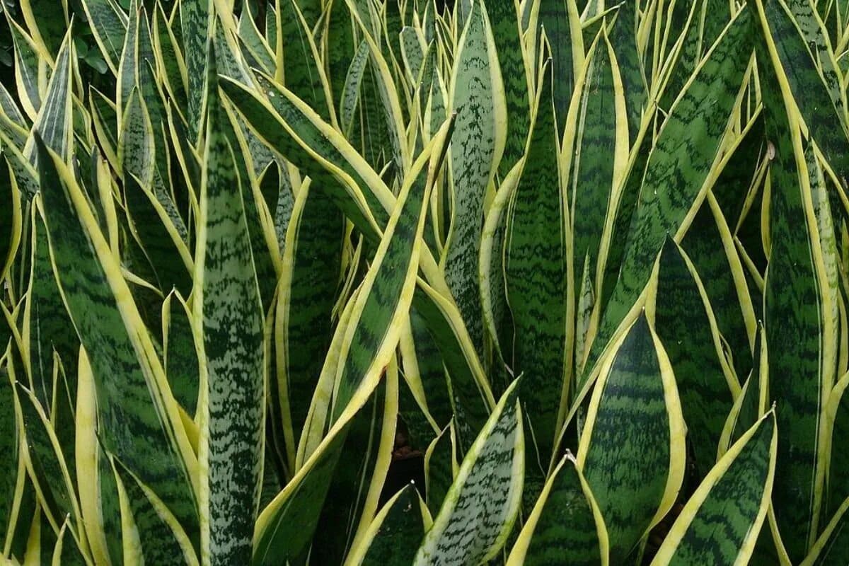 Zasadenie časti sansevierie do kvetináča s inými rastlinami: prečo je to odporúčané.