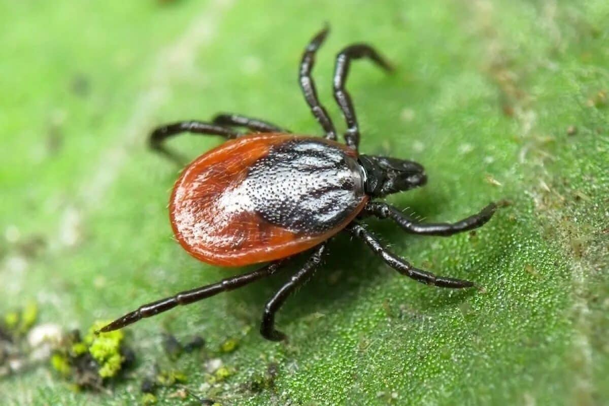 Nesadte ich do záhrady. Pritiahnu kliešte ako magnet.