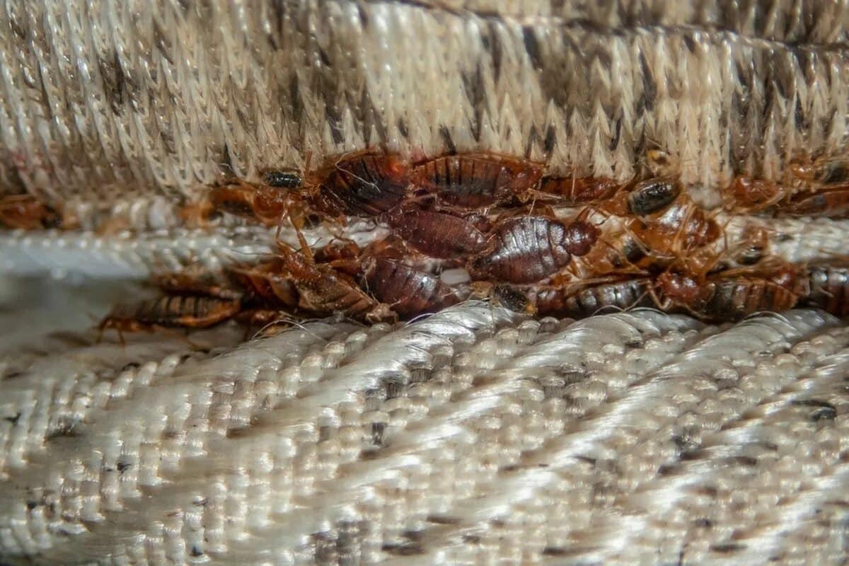 Jednoduchý večerný rituál, ktorý navždy zabráni výskytu ploštíc bez použitia chemikálií a veľkej námahy.