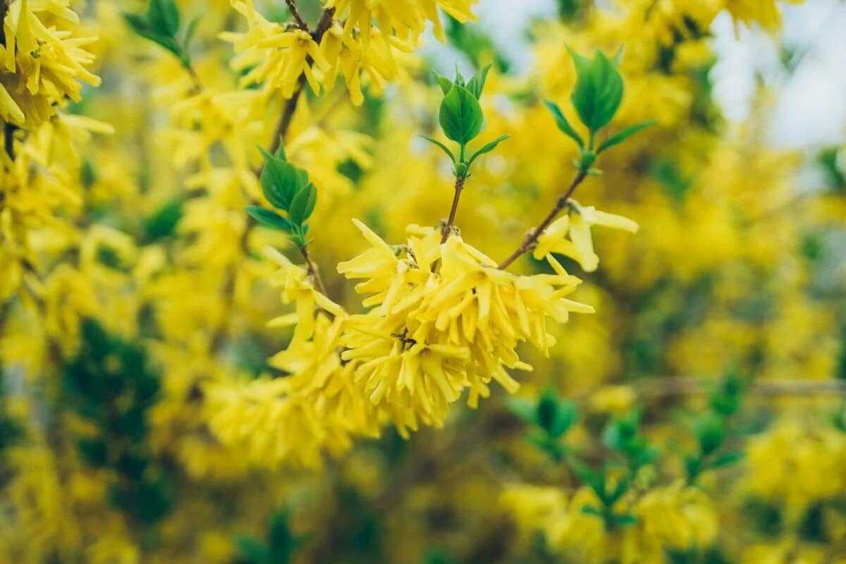 Sú rovnako krásne ako hortenzie, ale oveľa menej náročné. Zvládne ich každý záhradník.
