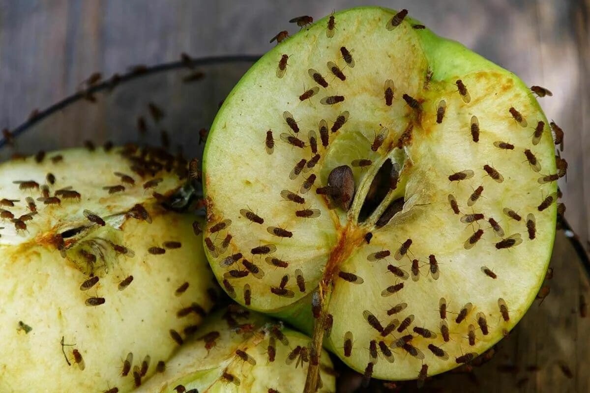 Reagujte, ak si všimnete aspoň jedného u seba doma. Čoskoro ich budú tisíce.