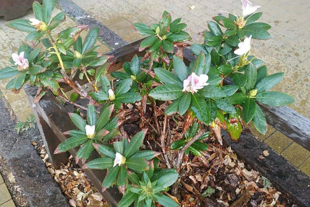 V februári prihnojte svoje rododendrony. Tento jednoduchý trik im umožní do mája pokryť sa kvetmi.