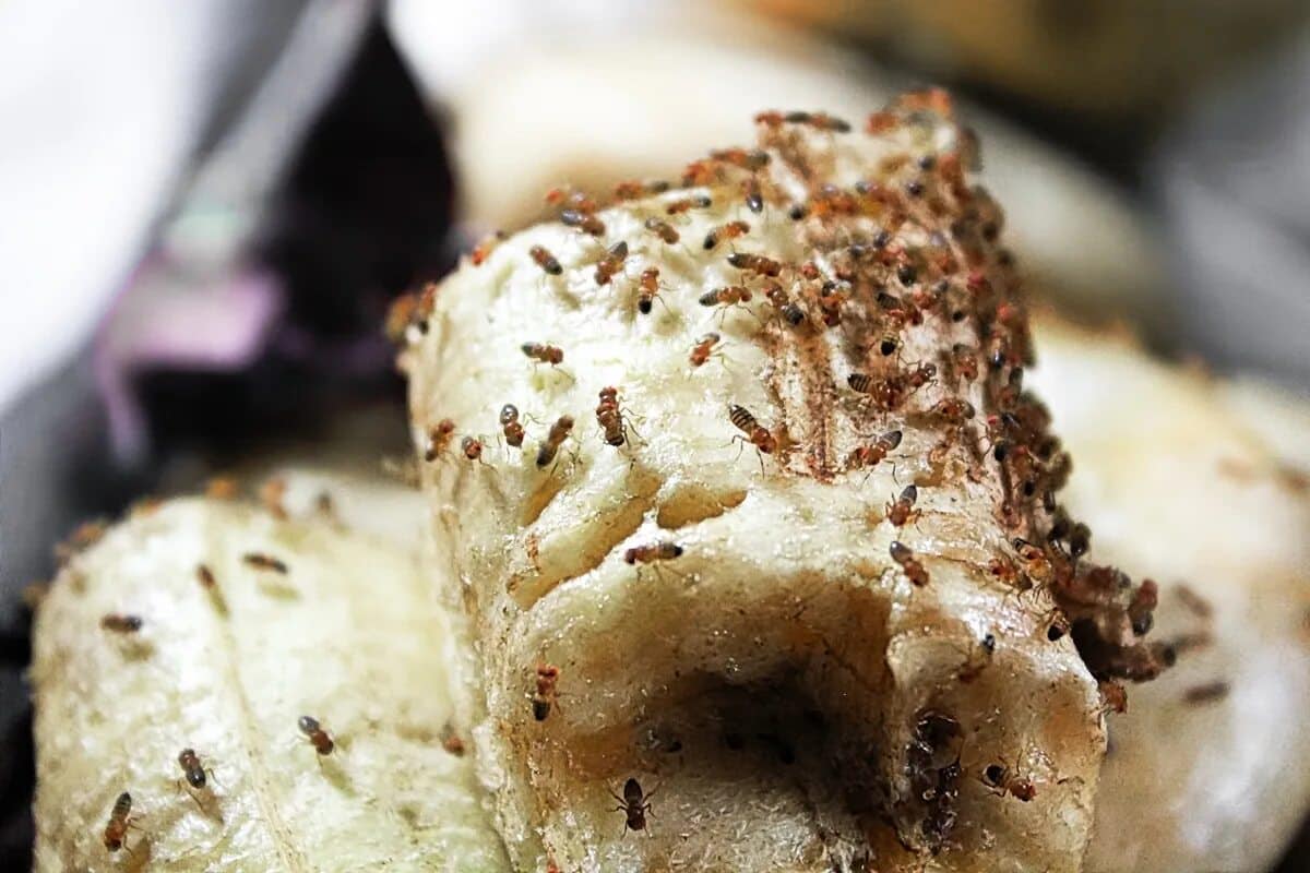 Reagujte, ak si všimnete aspoň jedného u seba doma. Čoskoro ich budú tisíce.