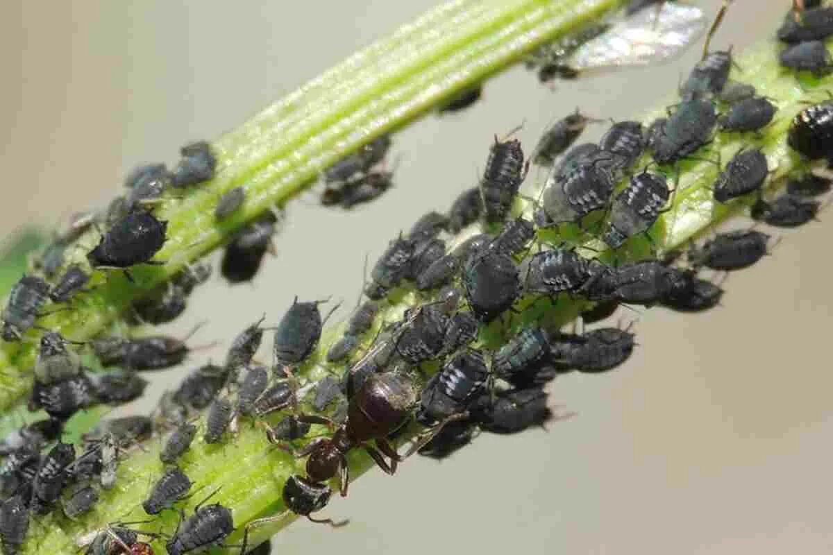 Urobte to a vošky sa nedotknú vášho kôpru ani šalátu. Tento trik si zaslúži zlatú medailu.