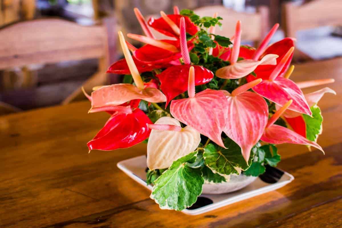 V februári nakŕmte anthurium. Zakvitne novými kvetmi