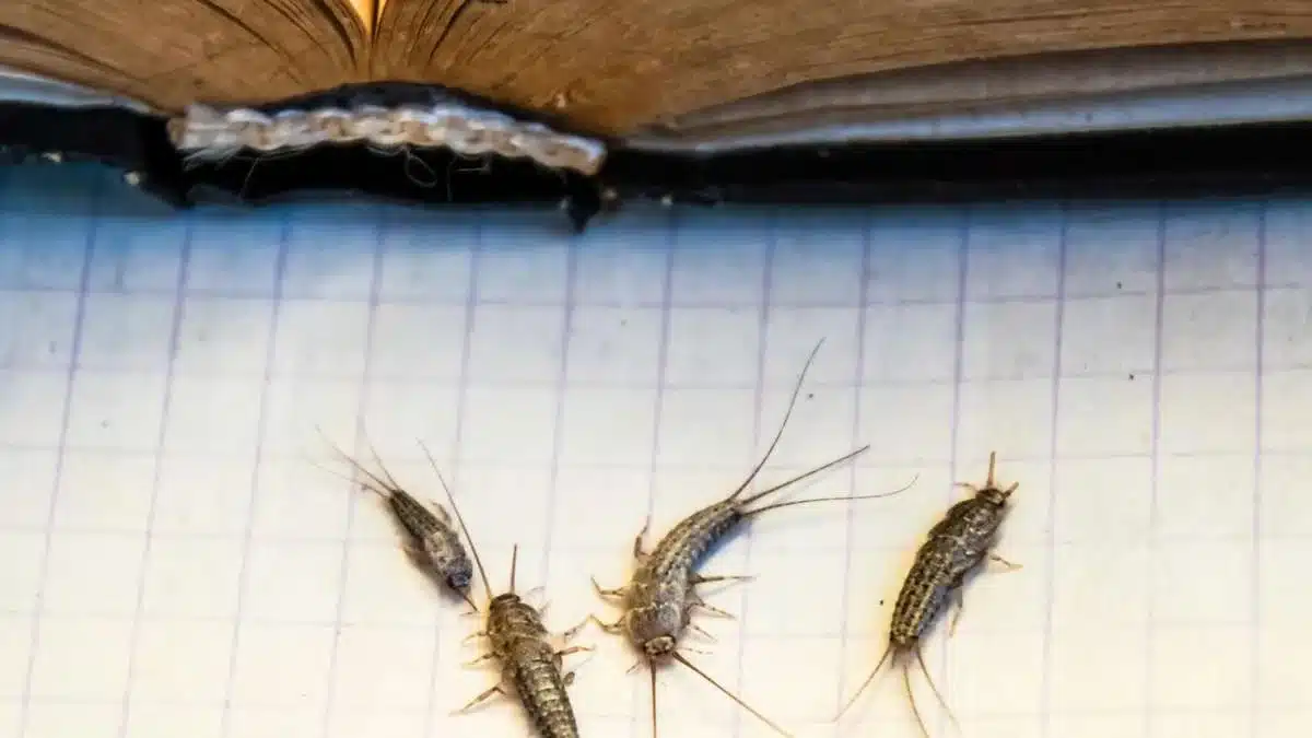 Ako sa zbaviť rýb v domácnosti