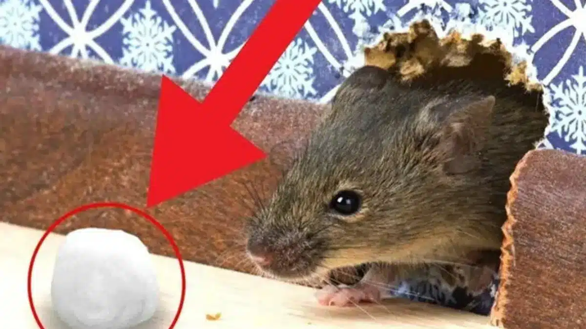 Jediný zápach ich prinúti utiecť: ako sa ľahko zbaviť myší v dome