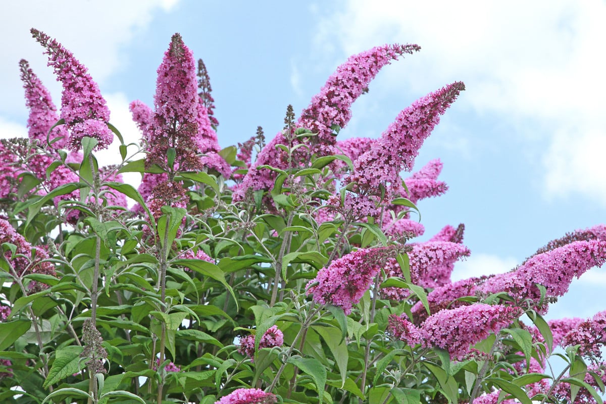 Luxusný fontán fialovej farby z voňavých girliand počas celej sezóny: nenáročný ker rastie aj na chudobných pôdach