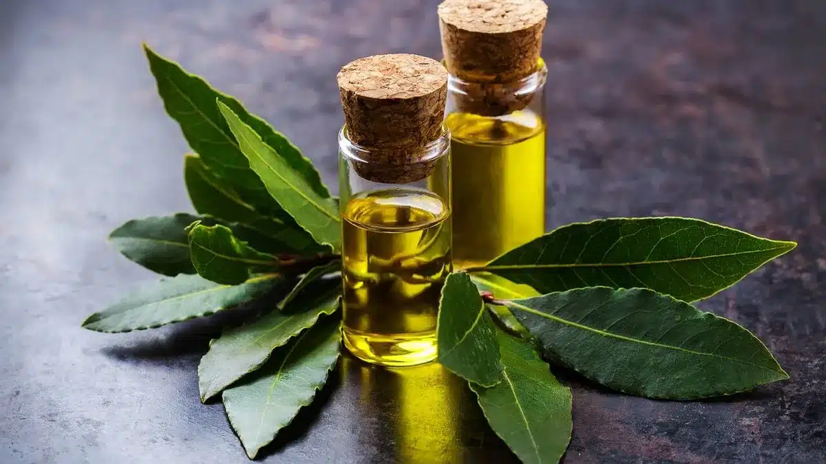 Pozitívne vlastnosti vavrínového oleja: zmierňuje bolesti kĺbov a svalov.