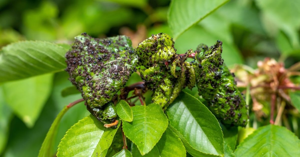 Účinná a šetrná metóda: vošky pri tomto spôsobe ošetrenia zmiznú bez poškodenia rastliny.