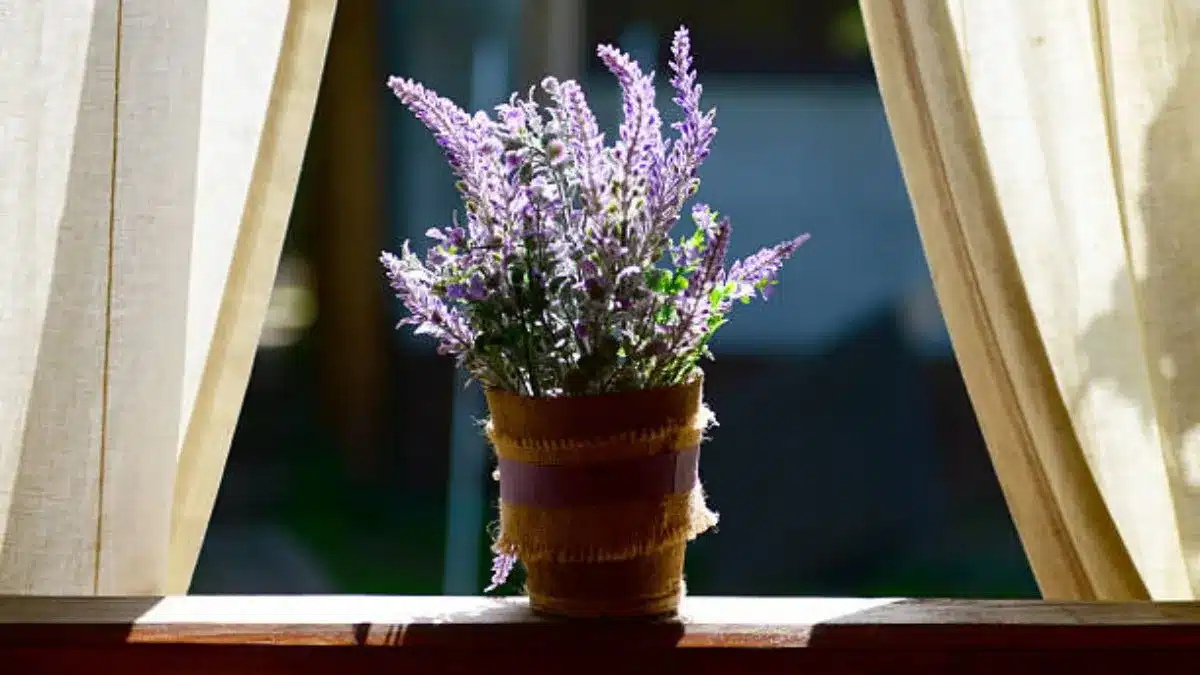 Feng šuej: Ktoré miesta v dome sú považované za posvätné pre umiestnenie kvetináča s levanduľou?