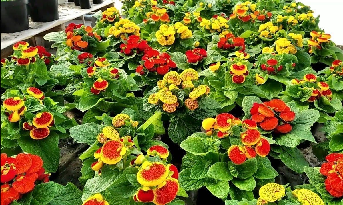 Petúnie a muškáty už nesadím: teraz túto kvetinu zdobí záhon – teší od mája do októbra