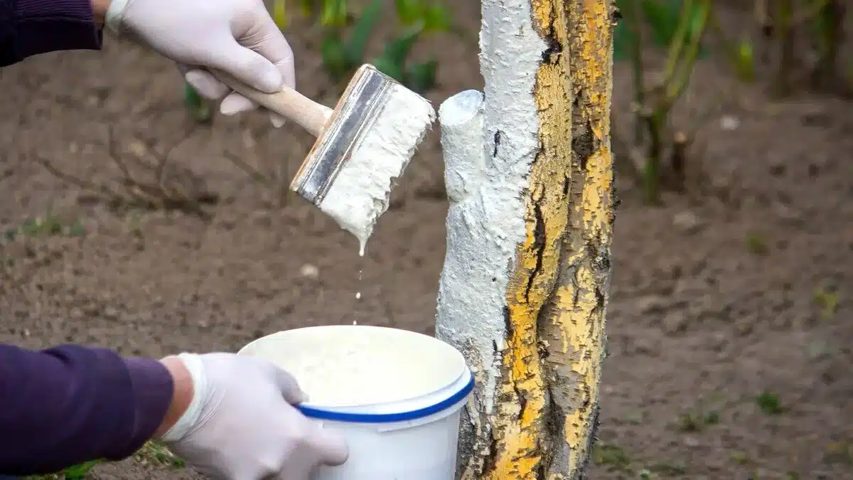 Opakované bielenie ovocných stromov v zime. Pridajte to k vápnu – ochrana bude lepšia.