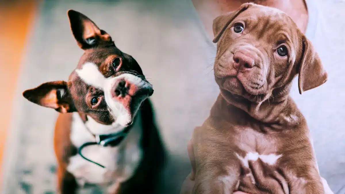 Úzkostná porucha spojená s odlúčením postihuje milióny psov a takto ju môžu etológovia predchádzať.