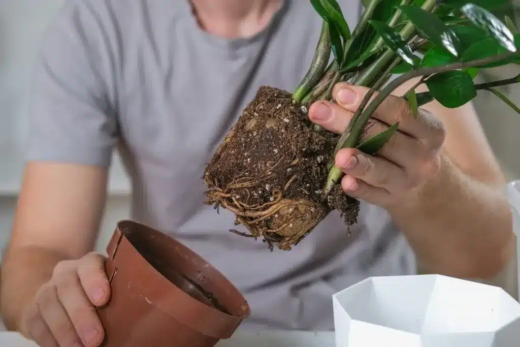 Peňažné stromčeky sa šíria ako lesný požiar: ako ich správne rozmnožovať?