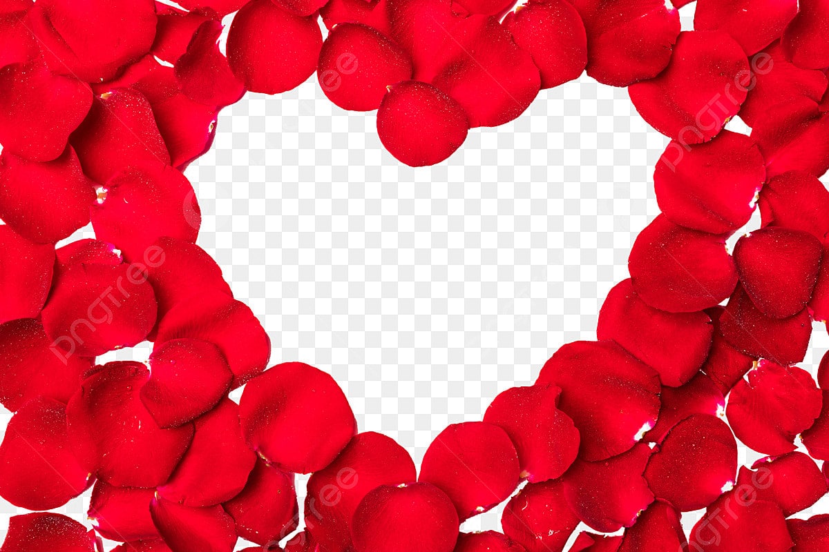 Pranie okvetných lístkov ruží v práčke: prečo sa to odporúča a načo to je potrebné.