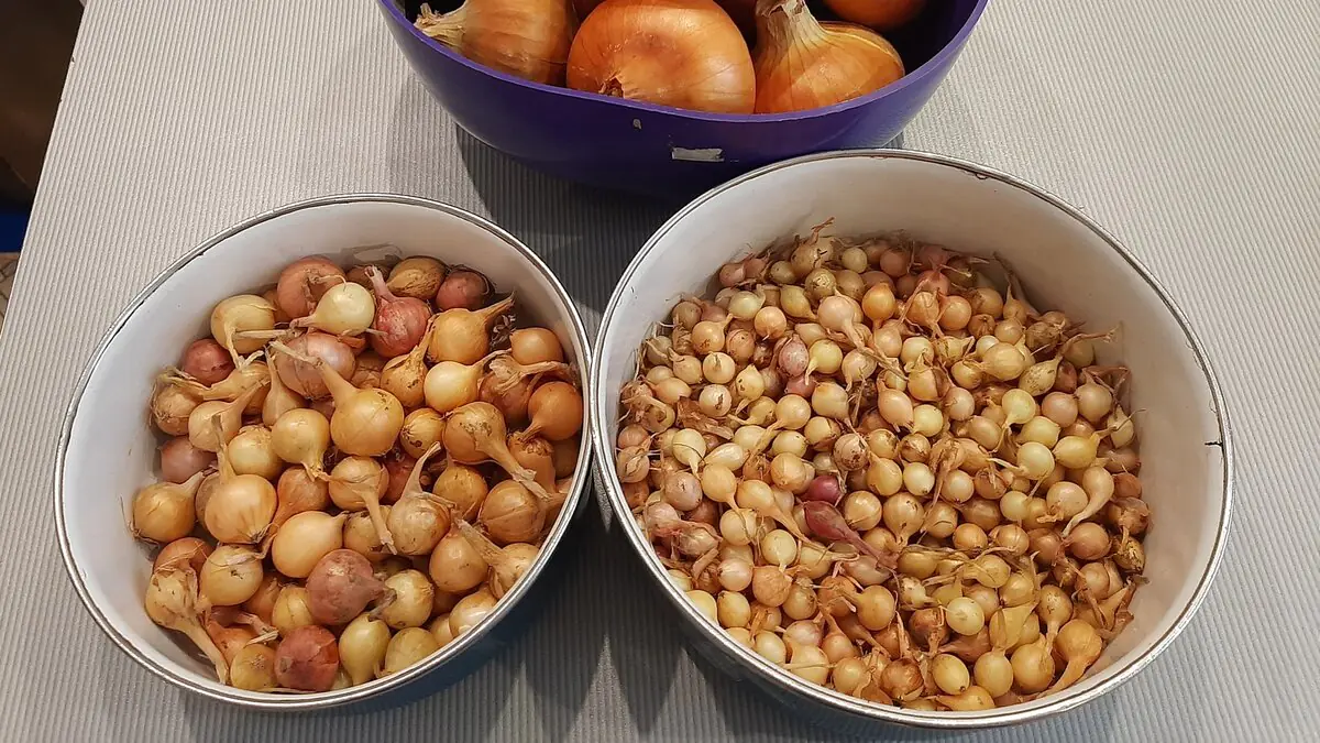 Kupujem sadbu cibule vo februári a skladujem ju až do mája – úroda je tak 3-krát väčšia.