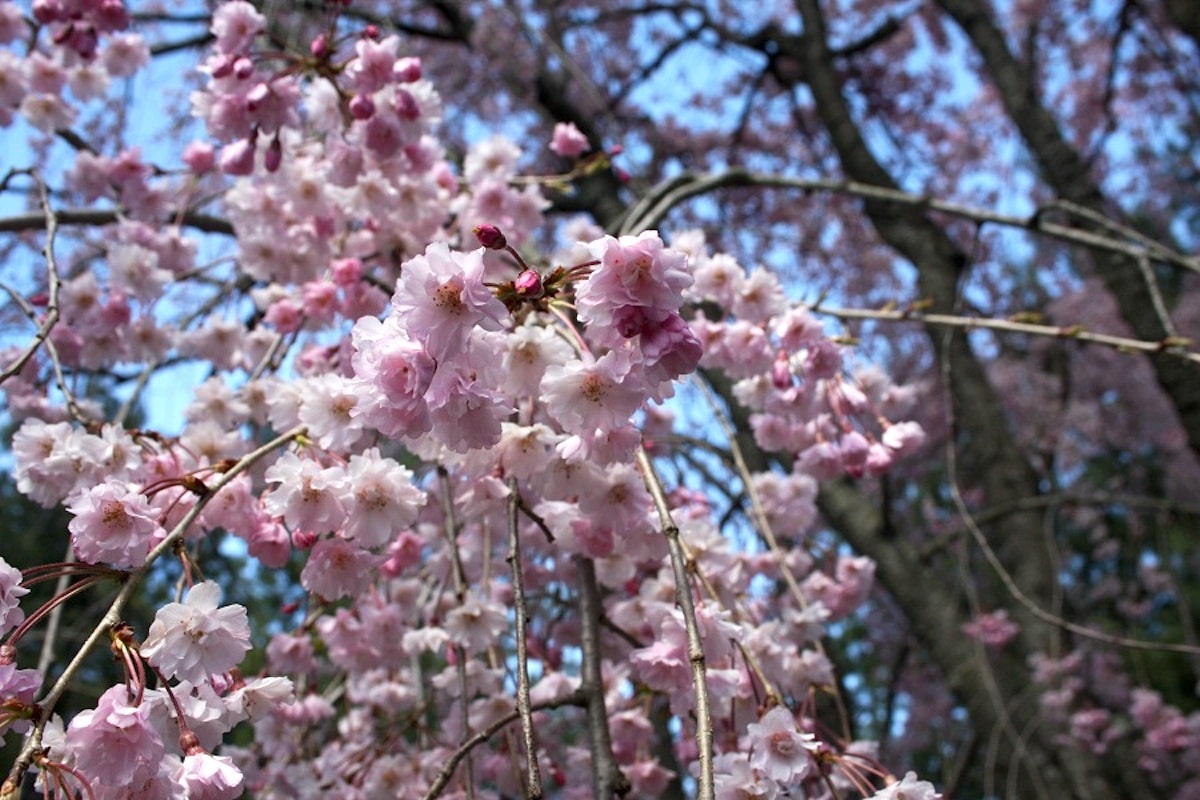 Rastie ako malý stromček alebo pôsobivý okrasný ker. Jeho biele kvety konkurujú kvetom kamélií.