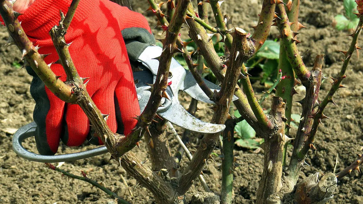 Rastliny a stromy, ktoré je potrebné v februári určite orezať.