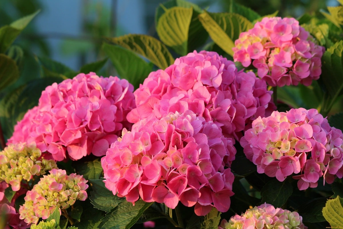 V marci ho zakopte pod kríky hortenzií a do leta budete mať nespočetné množstvo kvetov.