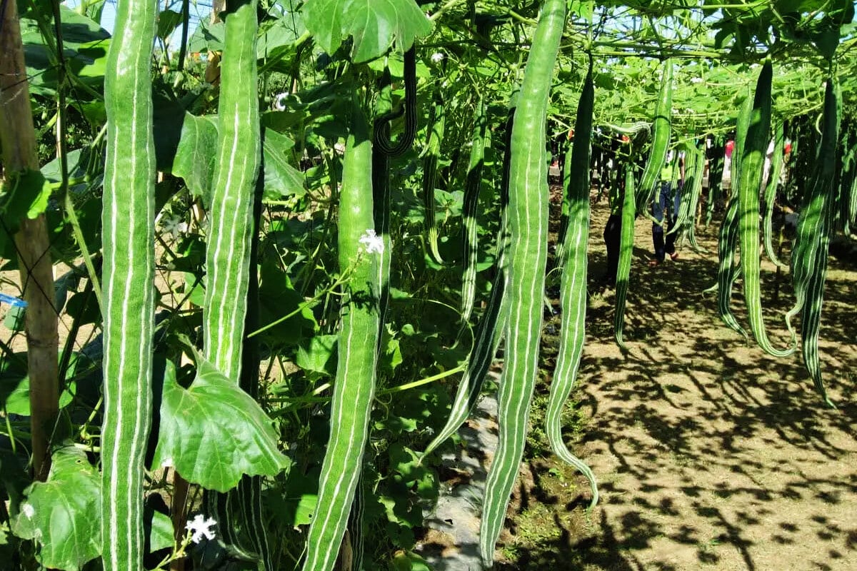 Má tenkú šupku a nemá semená, ale jeme ho len zriedka. Výborne hydratuje organizmus a čistí ho od toxínov.