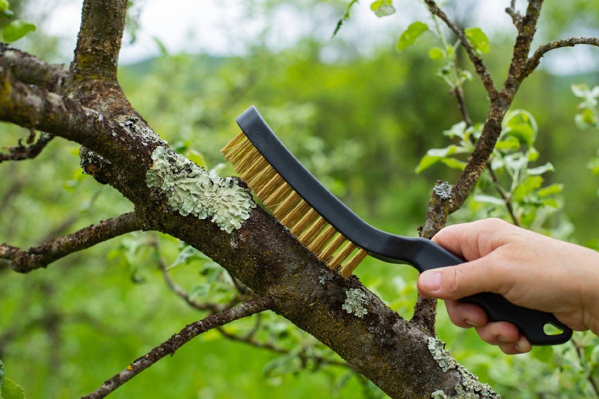 Lišajník na ovocných stromoch nie je choroba: čo hovoríte o svojej záhrade