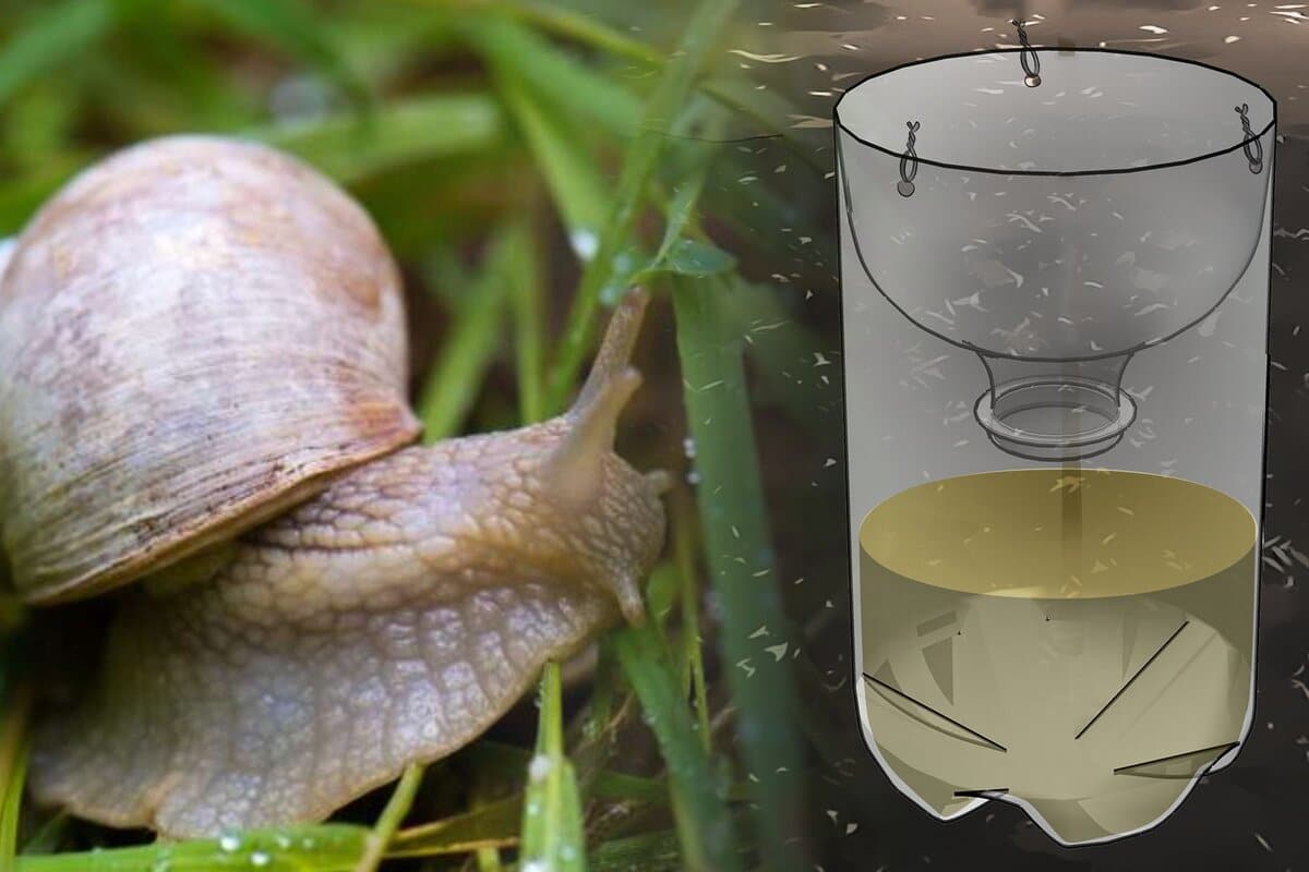 Slimáky sa nevzdávajú? Tento kuchynský trik ich účinne odplaší.