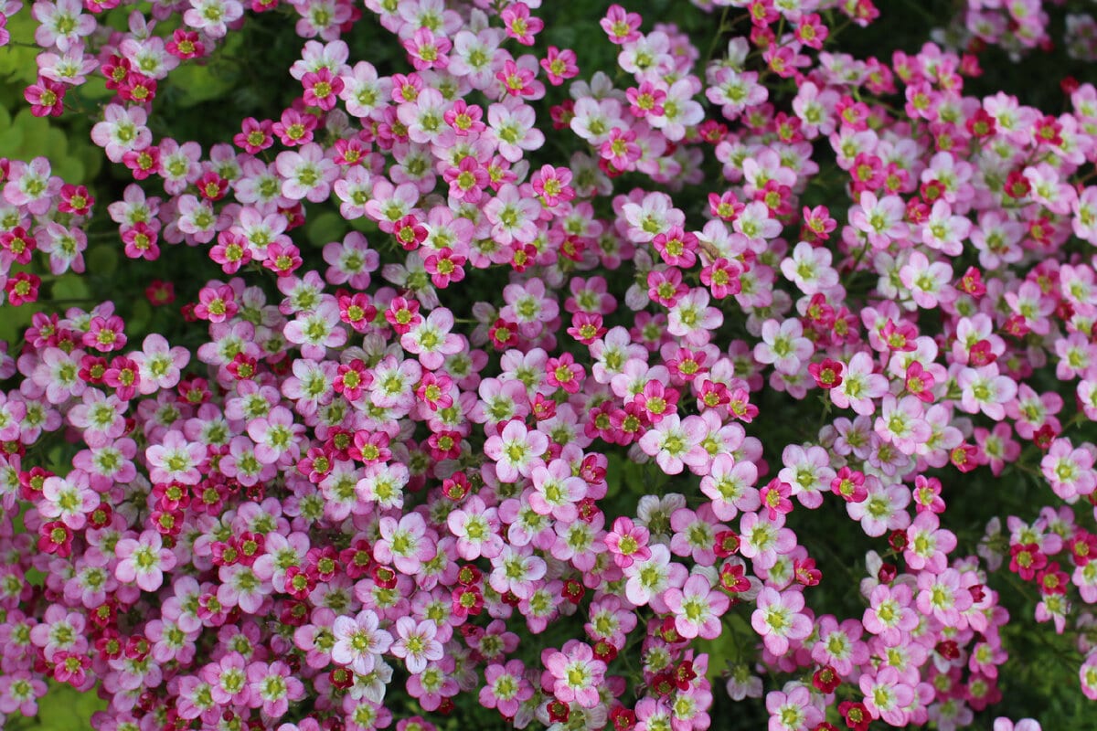 V zime zelená, na jar kvitne, na jeseň rodí: odolný ker – ideálny pre vašu záhradu