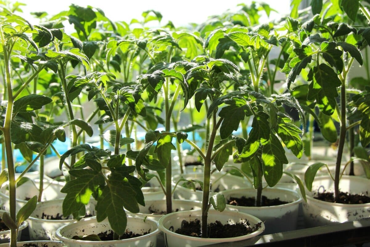 Starý spôsob s zápalkou v jamke pri sadení paradajok: načo to robia a pomáha to proti chorobám