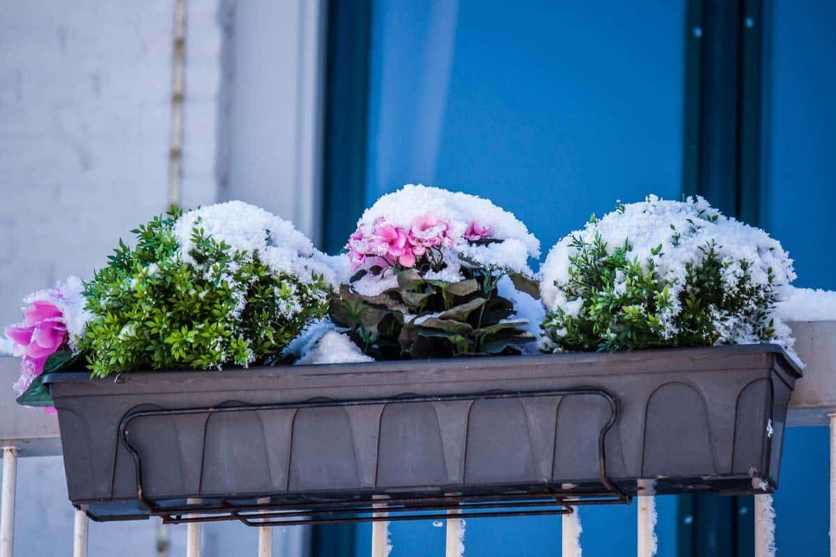 Odborníci sa zhodujú, že ponechanie kvetináčov na ulici v zime môže viesť k hnitiu koreňov a zníženiu kvitnutia, čo je častou chybou.