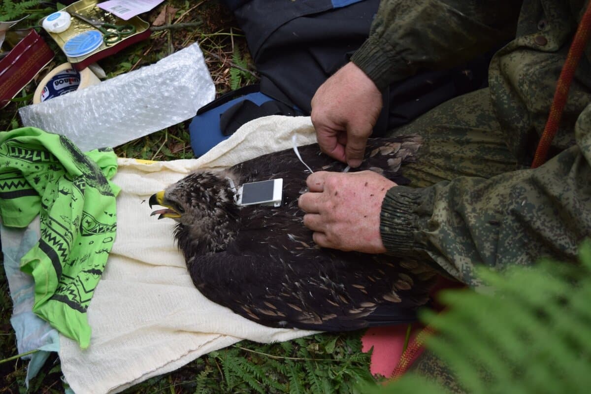 Senzácia v zoológii: po prvýkrát za 100 rokov sa v divočine narodilo mláďa chráneného druhu zvierat