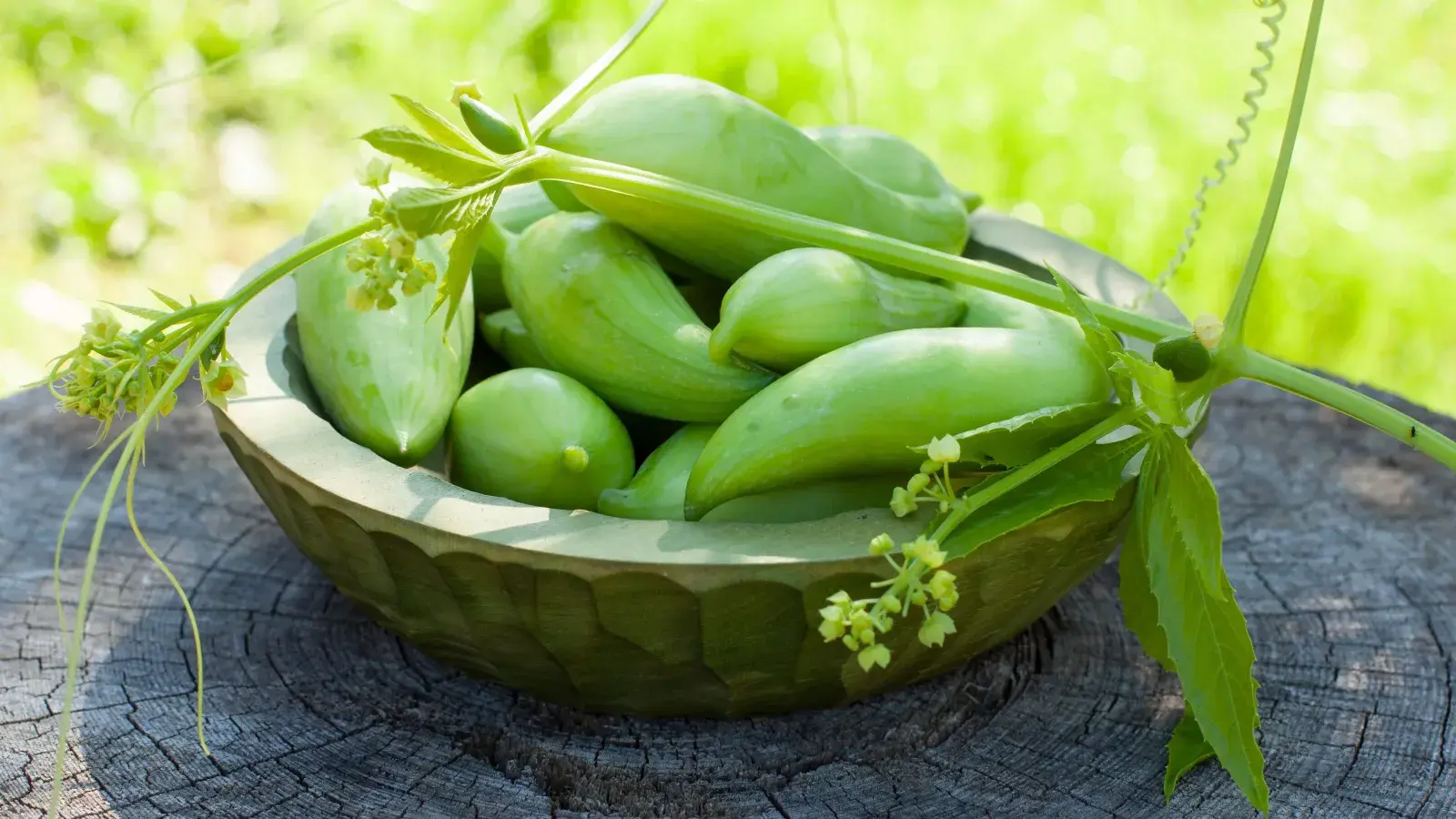 Hrozno z Ánd podmaňuje záhrady. O niekoľko týždňov budete mať zelenú stenu plnú chutných chrumkavých plodov.