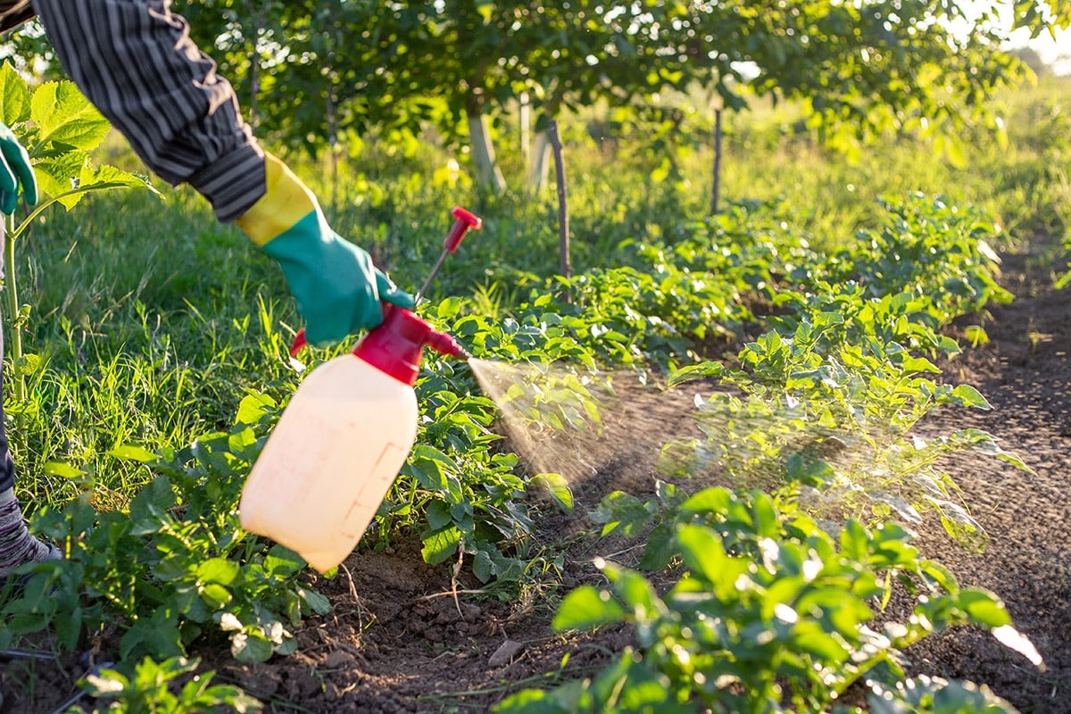 Tento koktail ma nikdy nesklamal. Keď príde jar, nalejem ho pod stromy.