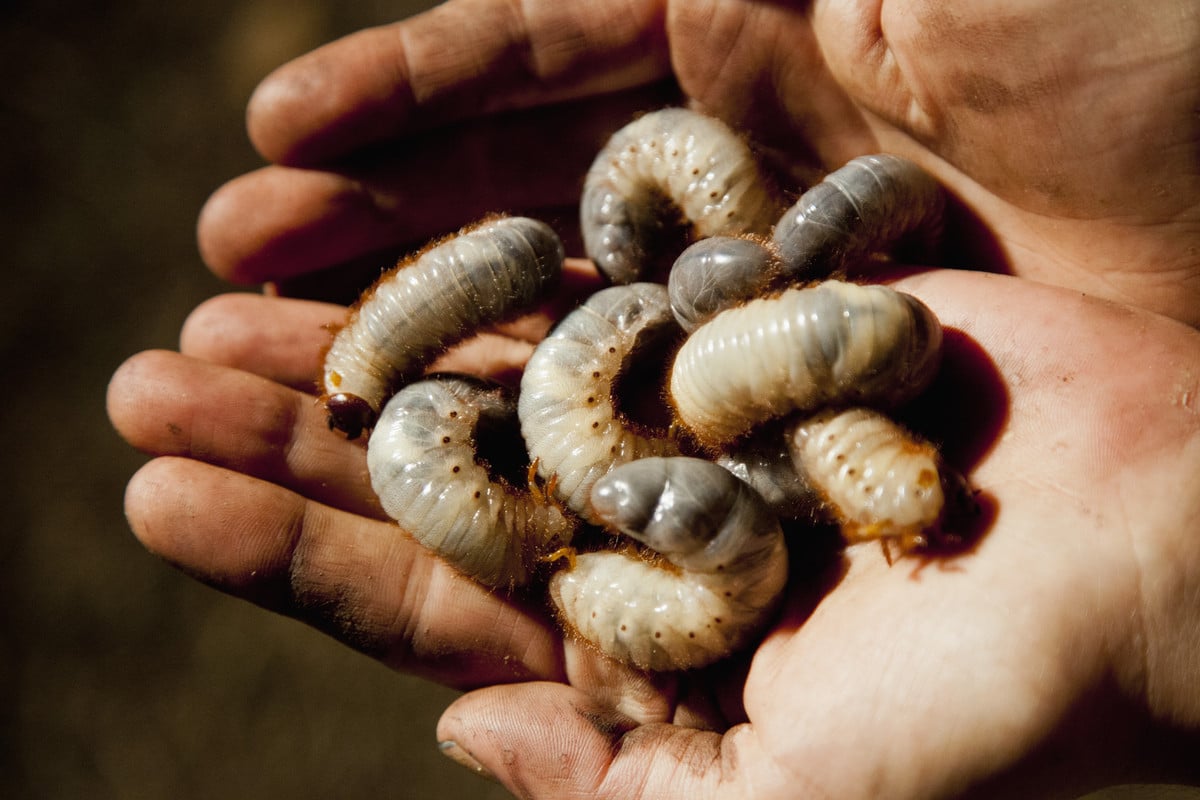 Na jar túto zmes nalejte na záhony. Larvy zmiznú skôr, ako zničia vašu záhradu.