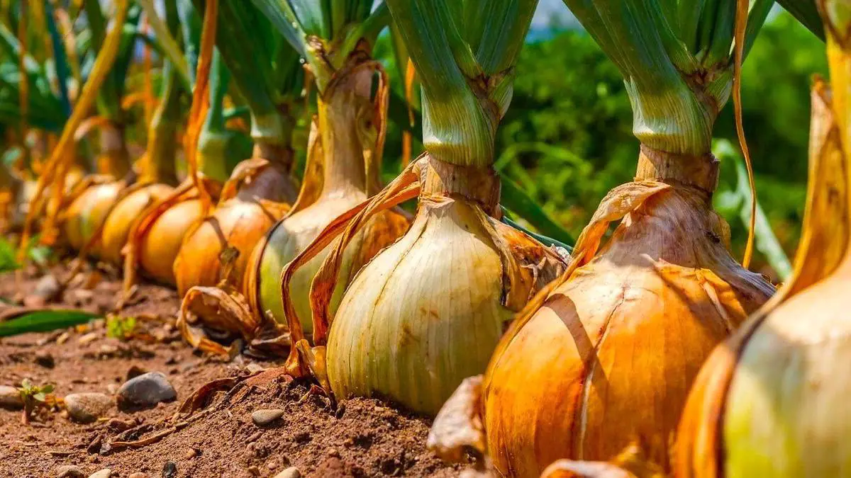 Kupujem sadbu cibule vo februári a skladujem ju až do mája – úroda je tak 3-krát väčšia.