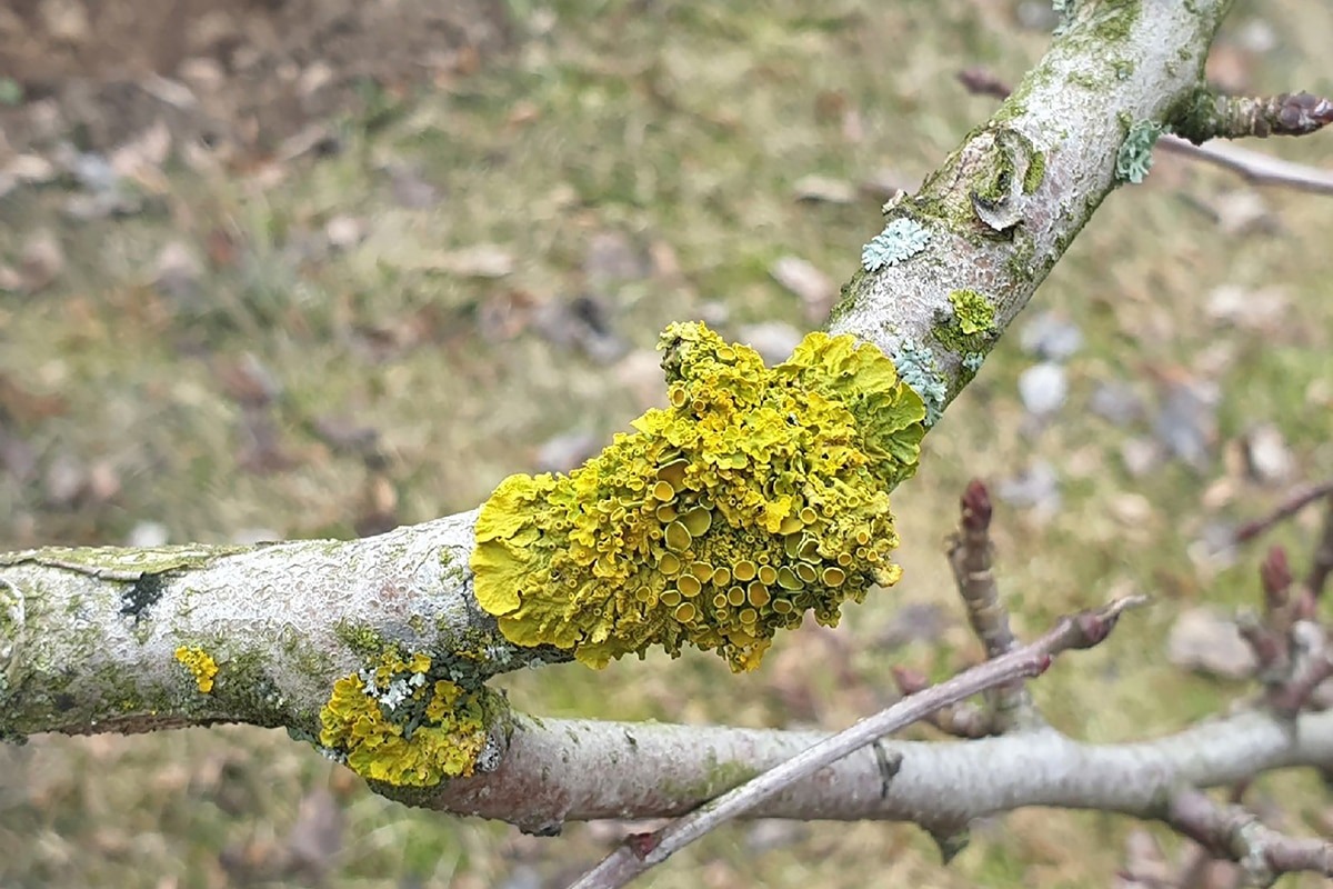 Lišajník na ovocných stromoch nie je choroba: čo hovoríte o svojej záhrade