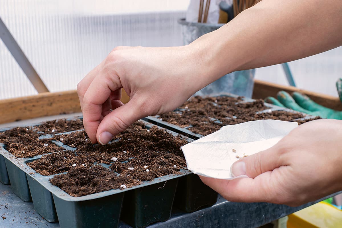 Počítam termíny výsevu bez kalendárov a tabuliek. Za 6 rokov som sa ani raz nemýlil so sadeničkami