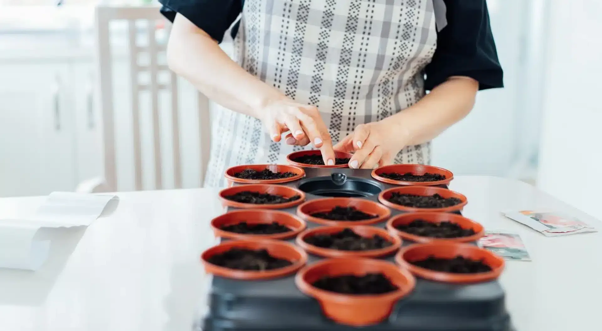 Nečakajte na marec. Zasejte túto zeleninu teraz a budete mať zdravé sadeničky.