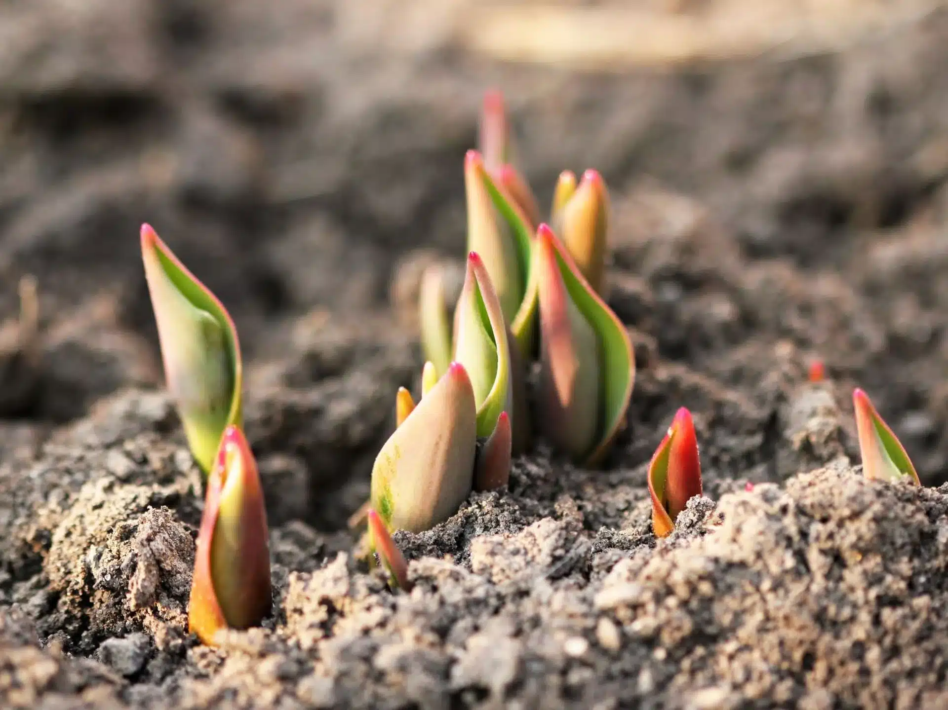 Hnojenie tulipánov pred začiatkom sezóny. Skutočná potreba živín závisí od veľkosti kvetu.