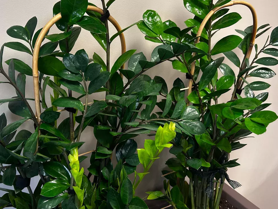 Urobte to vo februári a vaše zamiokulaky budú mať nové výhonky. Táto metóda funguje rýchlejšie ako hnojenie.