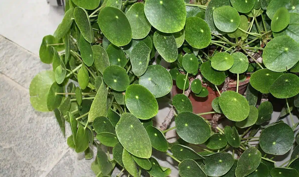 Začnite rastlinu polievať týmto roztokom. Nové listy sa objavia za tri týždne.